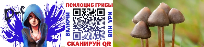 где купить   Снежинск  Галлюциногенные грибы Psilocybine cubensis 